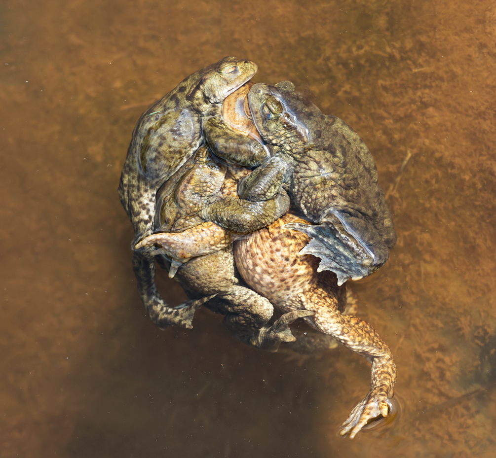Common Toads Mating 1